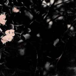 樺太特産 高山植物 フレツプの花